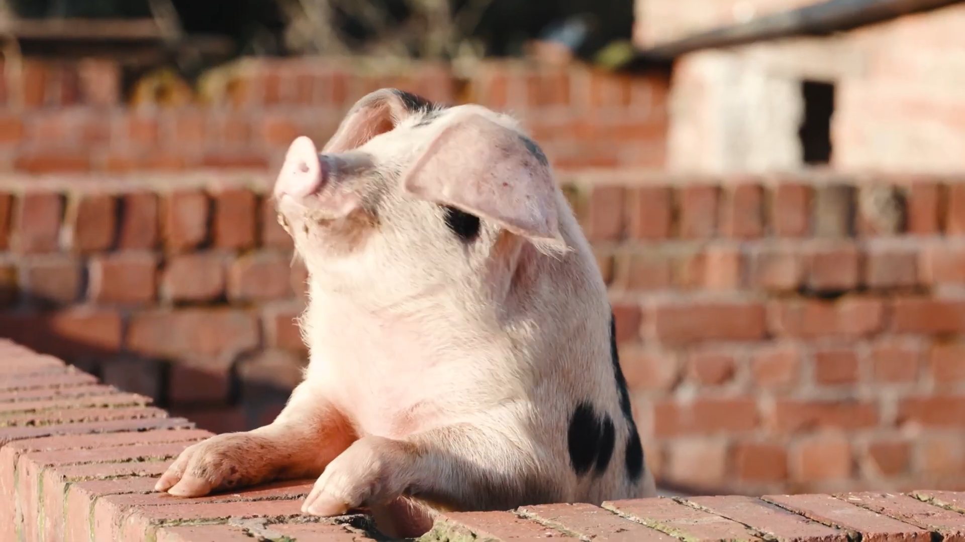 Wick court farm - pig