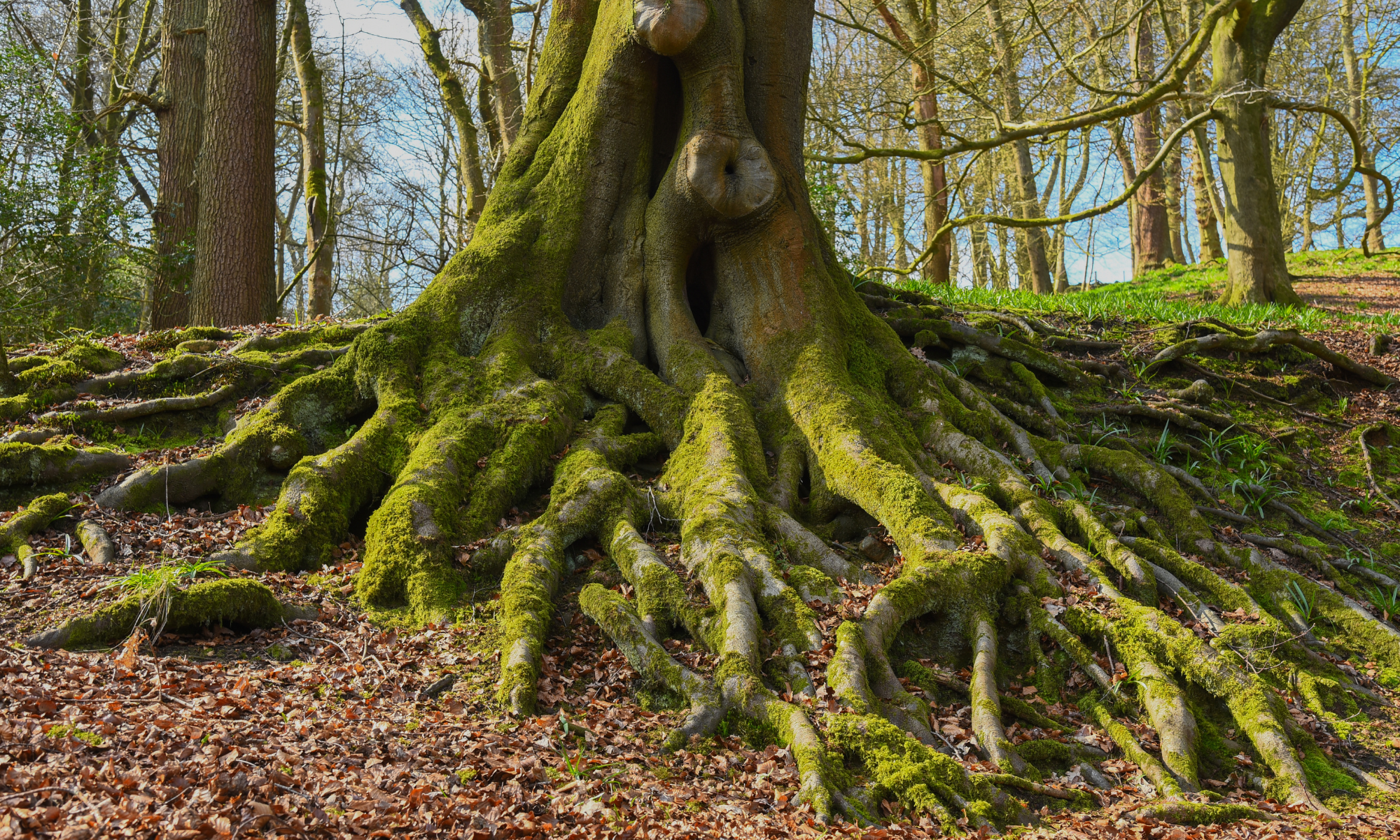 Stronger roots in arboriculture to support your projects