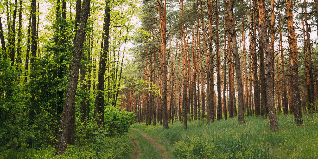 Ecological Design and Biodiversity Net Gain – A Case for Better Collaboration 