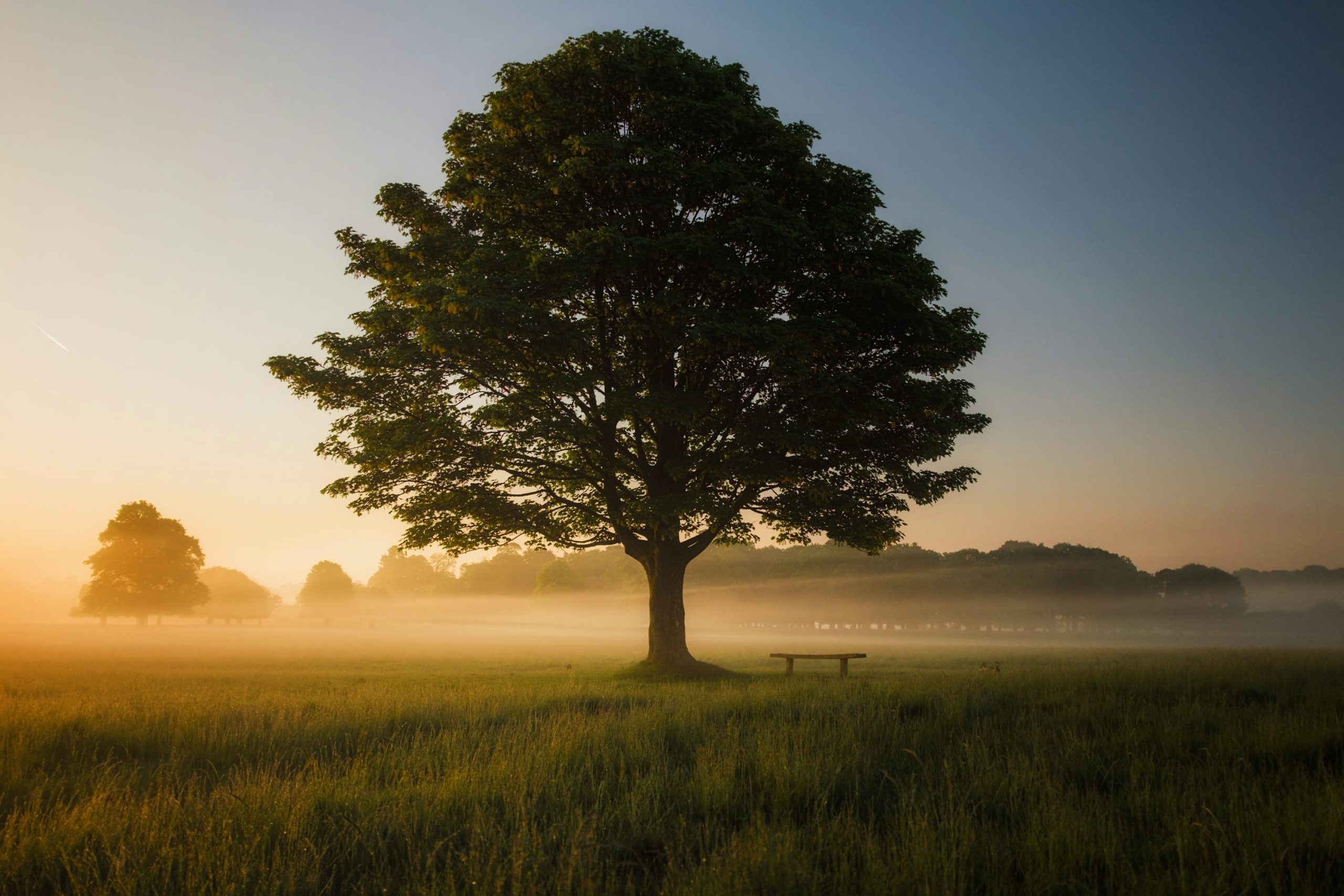 Meet our arboricultural consultants!